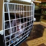 کلینیک دامپزشکی ایمان