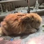 Zhaweh Veterinary Clinic