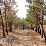 بوستان جنگلی چیتگر