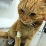 كلينيك دامپزشكي پيچا