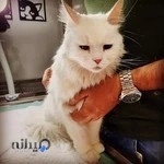 کلینیک دامپزشکی پیچا