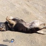 پت ویژن پت شاپ