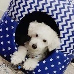 پت شاپ جام جم همت پونک | آنیک