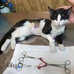 کلینیک دامپزشکی آنیمو