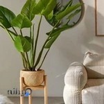 گل فروشی کاج