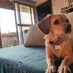 کلینیک دامپزشکی زعفرانیه