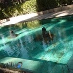 بیمارستان دامپزشکی همای زعفرانیه