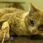 کلینیک دامپزشکی هیوَن