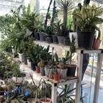 بازار میوه جماران