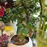 دکه گل فروشی وایلد اکید