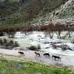 صنايع دندانپزشكي نويد اكباتان