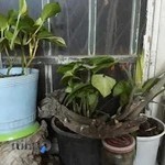 کارگاه مجسمه سازی مسعود رنگرزان