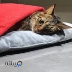 کلینیک دامپزشکی دوست من