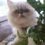 کلینیک دامپزشکی کسری