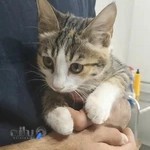 کلینیک دامپزشکی نشاط