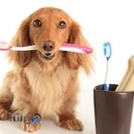 کلینیک تخصصی پرندگان زینتی بهار