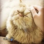 بیمارستان دامپزشکی آفتاب