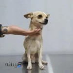 کلینیک دامپزشکی مشتاق