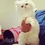 درمانگاه دامپزشکی حیوانات ملوس maloos pet clinic