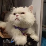 Pet Planet Veterinary Clinic