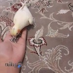 پرنده فروشی حاج قدم