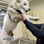 كلينيك تخصصى دامپزشكى نيك