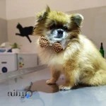 کلینیک دامپزشکی داتیس اندیشه