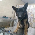 کلینیک دامپزشکی دکتر جعفری