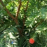 گلفروشی آلاگل