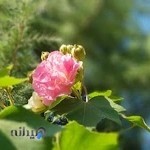 بیمارستان 560 ارتش