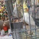 پرنده فروشی دنیاوحش حاج احمد