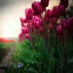 طراحی سئو و سایت در زنجان