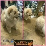 akita petshop (پت شاپ آکیتا)