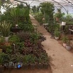 گلخانه کردستان گلفروشی کردستان