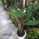 گل فروشی کلاسیک