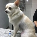 بیمارستان دامپزشکی شهریار