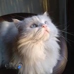 کلینیک دامپزشکی تیکا