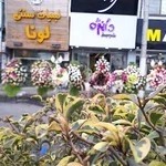 سوپر گل دانژه تنکابن