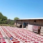 دفتر قالیشویی و مبل شویی ماه شور