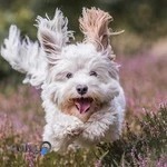 کلینیک حیوانات خانگی و پت شاپ استادان