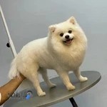 آرایشگاه حیوانات خانگی گلدن گرومینگ