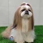 دیارپت آرایشگاه حیوانات در اصفهان