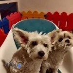 آنجل پت ( حیوانات)