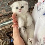 مرکز خرید بچه گربه بریتیش کیتن