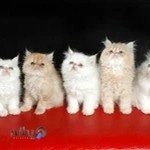 پت شاپ پت لند