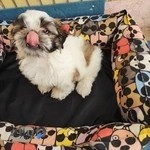 پت شاپ داگ شو