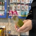 کلینیک و پت شاپ رویال پت