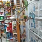 دنیای پرندگان صالح