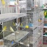 پرنده فروشی آمل کلبه عشق