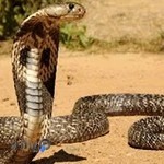 پت شاپ اینترنتی شیراز پت